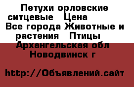 Петухи орловские ситцевые › Цена ­ 1 000 - Все города Животные и растения » Птицы   . Архангельская обл.,Новодвинск г.